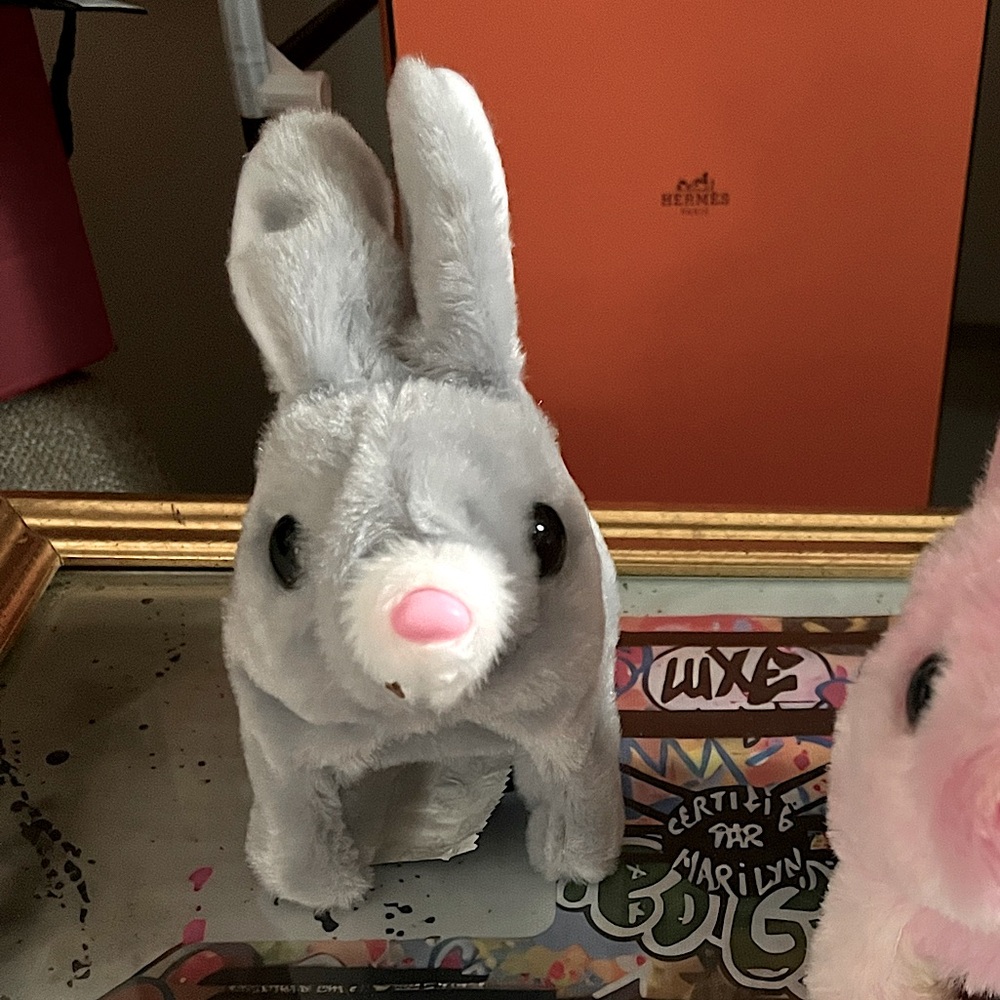 Adorable Bunny Rabbit